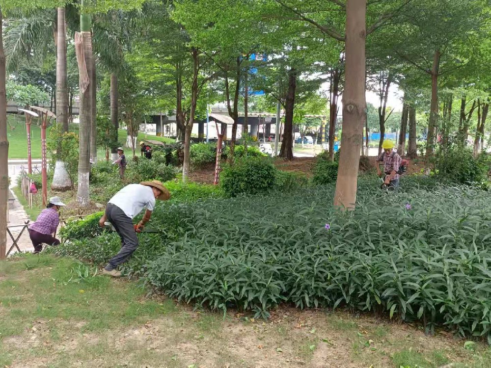 佛山公園花園修剪保養(yǎng)維護