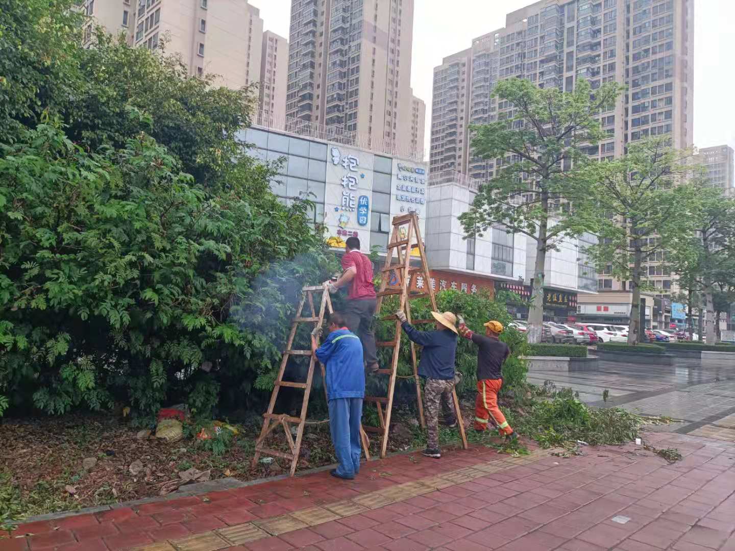 佛山大樹修剪維護城市生態(tài)